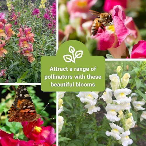 Sow Right Seeds - Large Mix Snapdragon Seed for Planting Flower Garden 4pk - Image 6