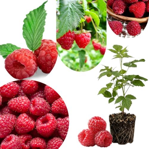 Live Raspberry Plant, Well-Rooted Berry Plant, 5-9 Inch Tall by UIOTER