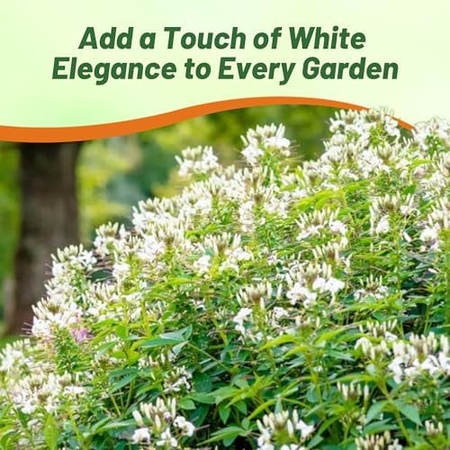 Outsidepride White Cleome Seeds - 1000 Pcs Annual Flower Seeds with Large, Airy, Spidery Blooms, Drought Tolerant Spider Plant for Xeriscaping, Flower Bed, Border, Pollinator, & Cut Flower Garden - Image 6