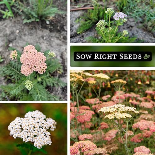 Sow Right Seeds - Pastel Mix Yarrow Seeds for Planting Perennial Herbs 2pk - Image 4