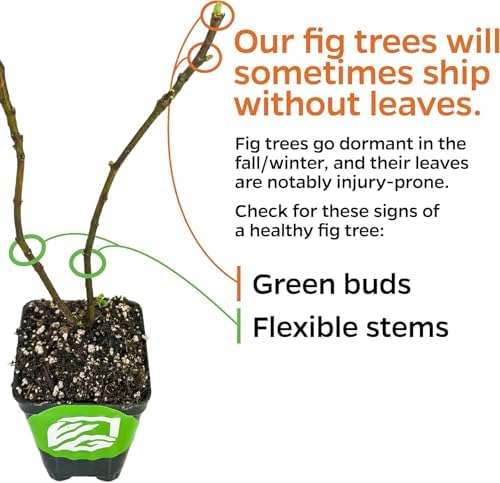Celeste Fig Tree (1-Pack) Live Starter Plant by Wellspring Gardens - Image 5
