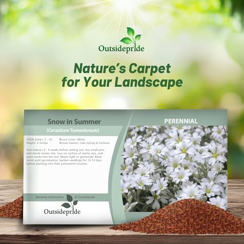 Outsidepride Snow in Summer Seeds - 5000 Pcs. Perennial, Drought-Tolerant & Easy to Grow, Ground Cover Seeds for Planting Silver Foliaged, White Blooms, Great for Rock Gardens, and Dry Landscapes - Image 4