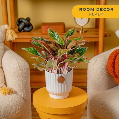 Costa Farms Chinese Evergreen, Live Indoor Plant, Easy Care, Home Decor - Image 2