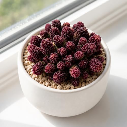 Adromischus Marianae VAR. Herrei Live Succulent Plant 2-2.5", Bare Root Succulent, No Pot or Soil, Easy Care Indoor Houseplant for Home Decor, Terrariums & Succulent Collections - Image 5