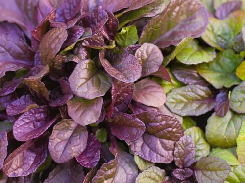 Greenwood Nursery: Live Ground-Cover Plants - Variegated Burgundy Glow Bugleweed + Ajuga Reptans - [Qty: 5X Pint Pots] - (Click for Other Available Plants/Quantities) by GreenwoodNursery