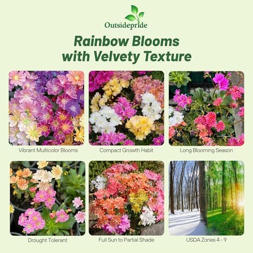 Outsidepride Rainbow Mix Lewisia Flower Seeds for Planting - 100 Pcs Drought-Tolerant Perennial Flower Seeds with Attractive Flowers & Rosette Green Foliage for Xeriscape Gardens & Rock Walls - Image 2