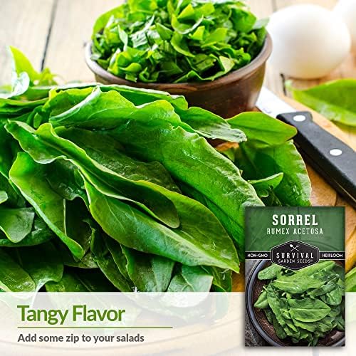 Sorrel Seeds for Planting - 3 Packs - Image 3