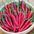 Burpee Dragon Cayenne Hot Pepper Seeds 25 seeds by Burpee