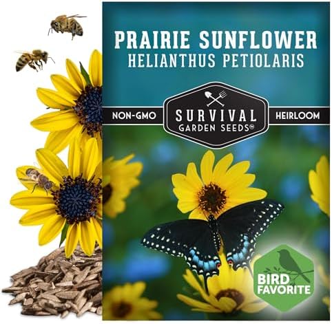 Native Prairie Sunflower Seeds (Helianthus petiolaris) - 1 Pack - Image 5