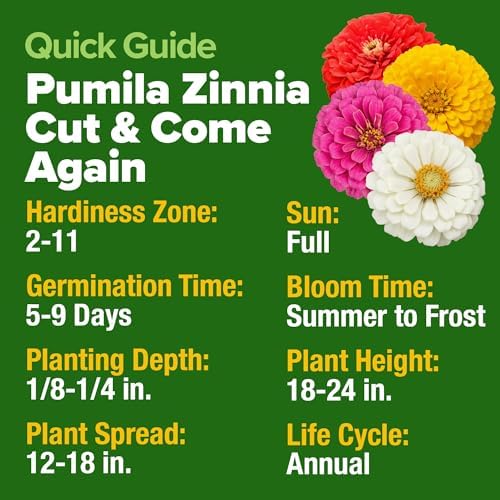 HOME GROWN Zinnia Seeds, Pumila Mix, 4,300 Seeds, Zinnia elegans - Image 6