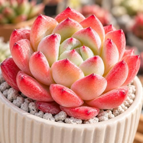 Echeveria 'Strawberry Almond' Bare Root Succulent Live Plant 3 Pack - Image 6