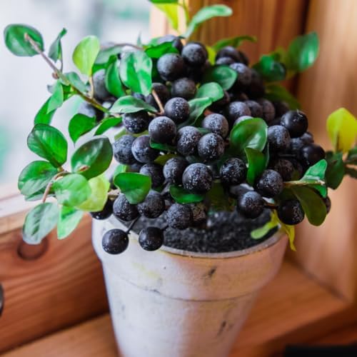 6 Huckleberry Bushes Live Plants, Sweet Edible Berry Bush, 1-3 Inch Tall - Image 6