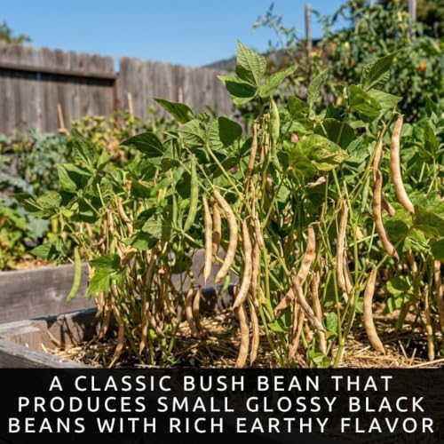 100 Black Turtle Bean Seeds | Heirloom Bush Beans | Seeds for Planting - Image 2