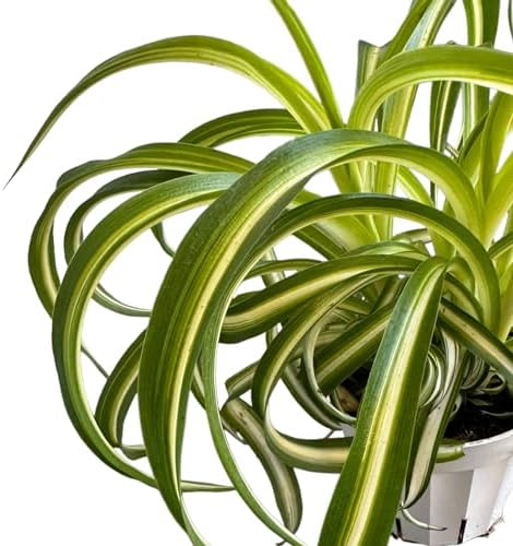 Bonnie Curly Spider Plant, Variegated Curly Leaves, Pet-Friendly, Air Purifying, Easy to Care and Grow Attractive Plant in 4 inch Pot - Hopewind Plants Shop - Image 5