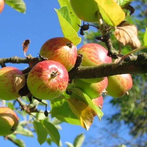 Anna Apple Tree, 1 Gallon Live Nursery Pot, Fruiting Tree| Arbor Day Foundation (Due to Agricultural Laws, Unavailable to CA, AZ, WA) - Image 2