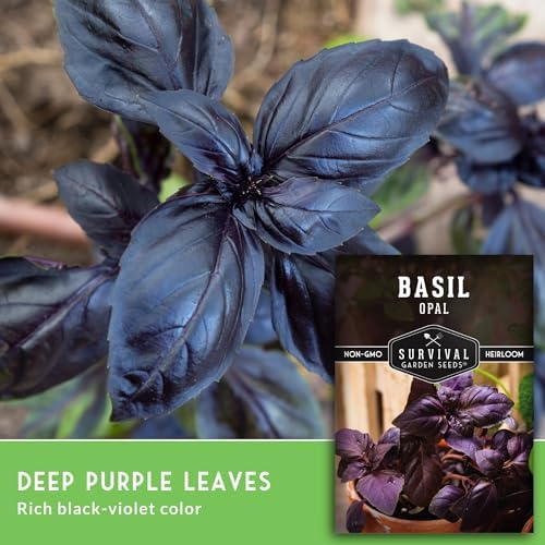 Opal Basil Seeds for Planting - Survival Garden Seeds (5 Pack) - Image 4