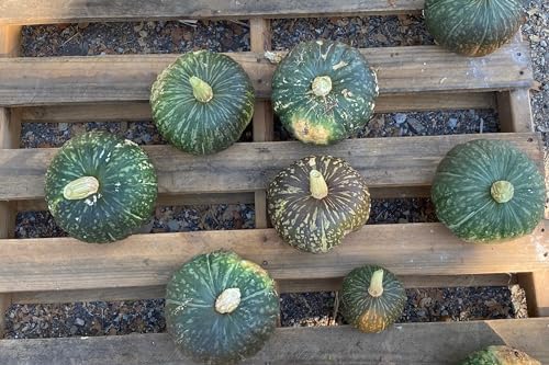 Kurihomare Kabocha F1 Winter Squash Seeds: 15 Count - Image 5