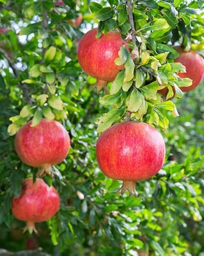 Wonderful Pomegranate Tree Live, Backyard Orchard Tree, 10-12 Inch Tall - Image 2