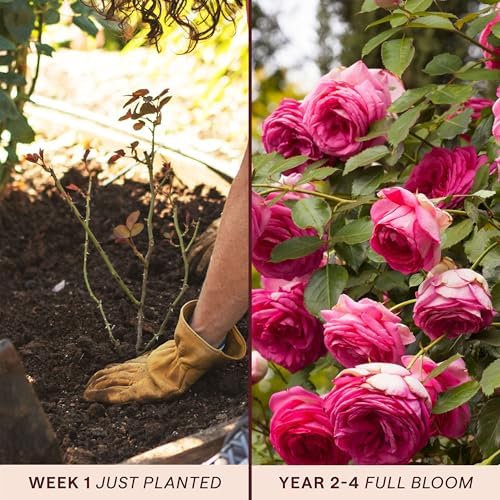 Heirloom Climbing Roses, Live Own Root Plant, Pretty in Pink Eden Climber® - Image 3