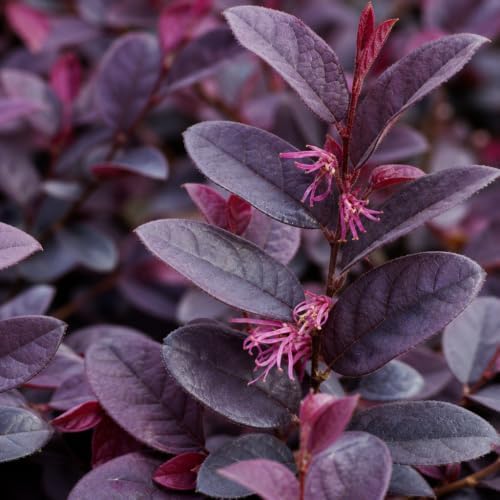 Loropetalum Carolina Midnight | 5 Live Quart Size Plants | Chinensis Rubrum | Colorful Blooming Hedge Shrub Tree - Image 3