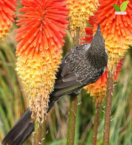 Votaniki Red Hot Poker Uvaria Top Size Bare Root Kniphofia Perennial with Red Orange Yellow Flower Spikes Summer Blooming Plant for Borders Pollinator Gardens and Cut Flowers (Pack of 12) - Image 5