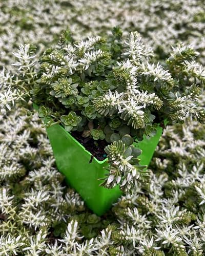 Perennial Farm Marketplace Sedum ternatum (Woodland Stonecrop) Groundcover, 1 Quart, White Flowers - Image 3