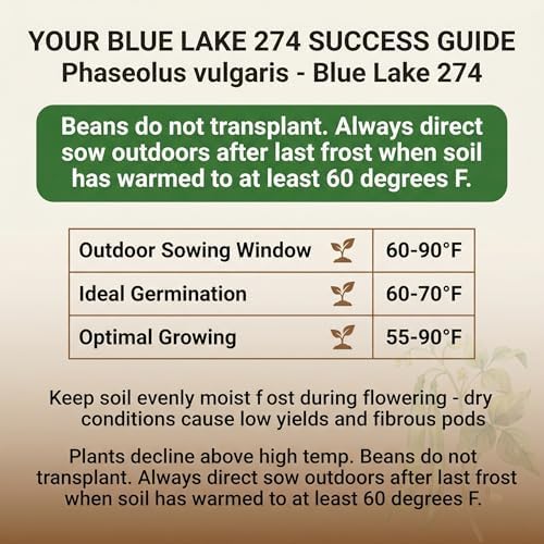 50 Blue Lake 274 Bush Green Bean Seeds for Planting - Stringless Uniform Pods Ideal for Canning, Heirloom, Non-GMO, USA Grown by RDR Seeds - Image 3