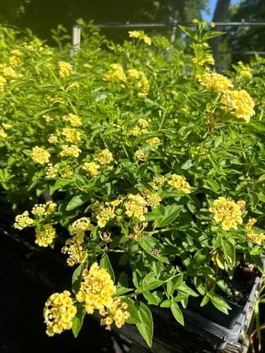 Lantana Plants Live - Lemon Drop Yellow Pack of 3 Lantana Live Plants for Planting - 4-6 Inches Tall - Attracts Butterflies, Perfect for Containers, Low Maintenance - Image 3
