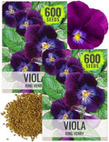 Seed Needs King Henry Viola Seeds to Plant Gothic Violet Flowers 2 Packs by SeedNeeds