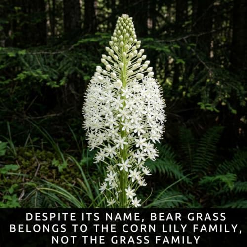 50 Bear Grass Seeds | Xerophyllum Tenax Native Perennial - Image 3