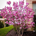 Ann Magnolia Tree Plant Live, Ornamental Tree, 6-12 Inch Tall, 2.5 Inch Pot by UIOTER