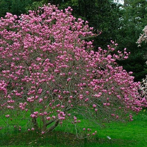 Ann Magnolia - Tulip Tree - Live Plant Shipped 2-3 Feet Tall by DAS Farms by DASFarms
