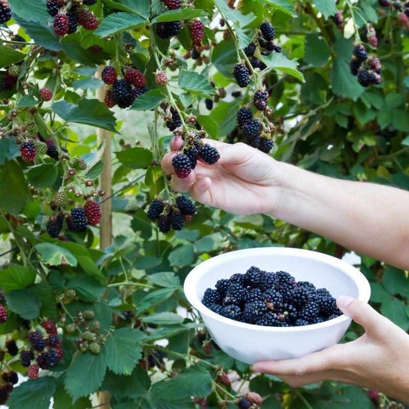 2 Ouachita BlackBerry Live Plants, Thornless Berry Plant, 5-8" Tall - Image 6