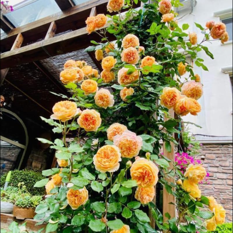 English Climbing Roses Live Plants, Fragrant Starter 5-9" Tall - Image 7