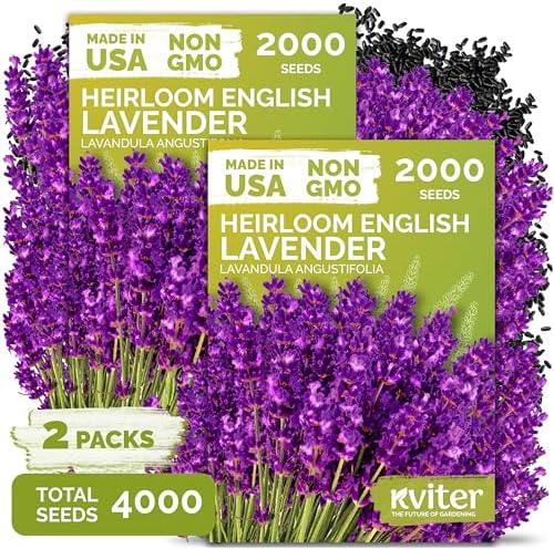 4,000 English Lavender Heirloom Herb Seeds, Lavandula Angustifolia by KVITER