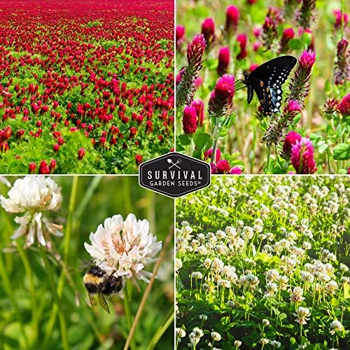 Clover Seeds 2 Variety Pack for Planting - Crimson & Dutch White - Image 4