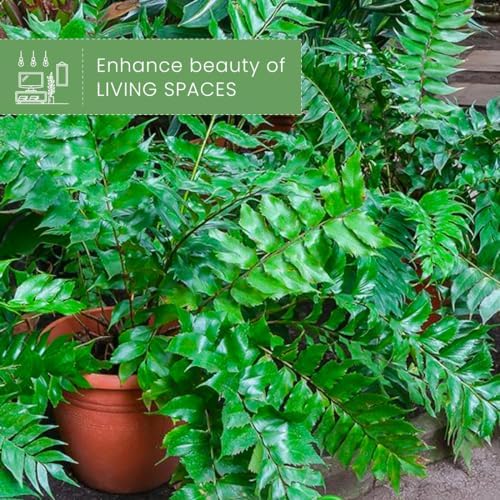 American Plant Exchange Holly Fern – 6-Inch Pot – Live Easy Care Shade-Loving Plant, Versatile Green Foliage for Home, Garden, Landscape, or Patio Decor - Image 4