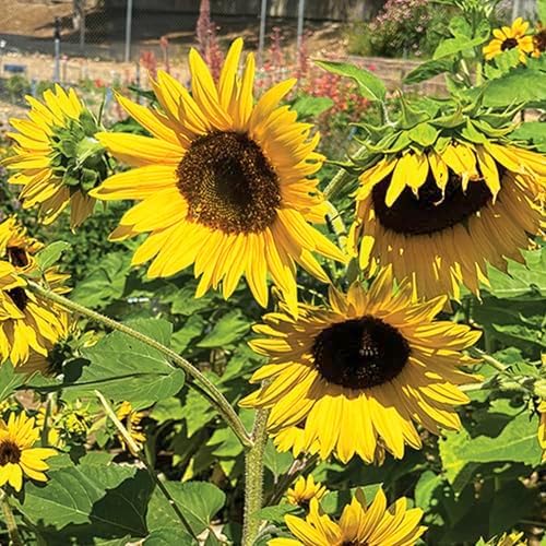 Seed Needs Incredible Dwarf Sunflower Seeds to Plant Cut Flowers - 2 Packs - Image 4