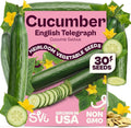 SVI 30 Telegraph English Cucumber Seeds (Cucumis sativus) – English Cucumbers, Cucumber Seed Packets – Heirloom Vegetable Seeds for Home Garden & Vegetable Garden, Raised Beds, Containers by SVI