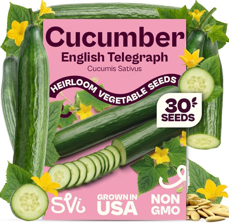 SVI 30 Telegraph English Cucumber Seeds (Cucumis sativus) – English Cucumbers, Cucumber Seed Packets – Heirloom Vegetable Seeds for Home Garden & Vegetable Garden, Raised Beds, Containers by SVI
