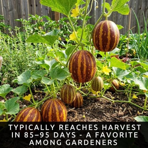 20 Rich Sweetness Melon Seeds | Miniature Striped Melon Seeds for Planting - Image 4