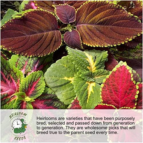 Seed Needs Pollinator Seed Honey Bee Blend 12,500 Seeds 1 Ounce Bulk Pack - Image 6