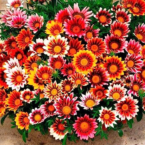 Showy Gazania Flower Mix Perennial 100+ Seeds for Planting Non-GMO Treasure Flower African Daisy - Image 4