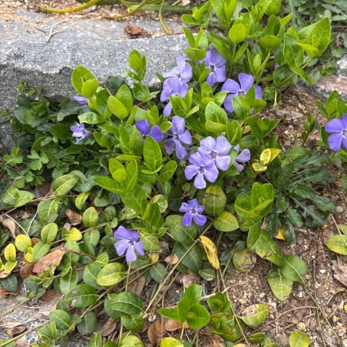 Vinca Minor Ground Cover Plants, Periwinkle Plants Live, 4 Inch Pot, Evergreen Groundcover Vine with Purple Flowers - Image 6