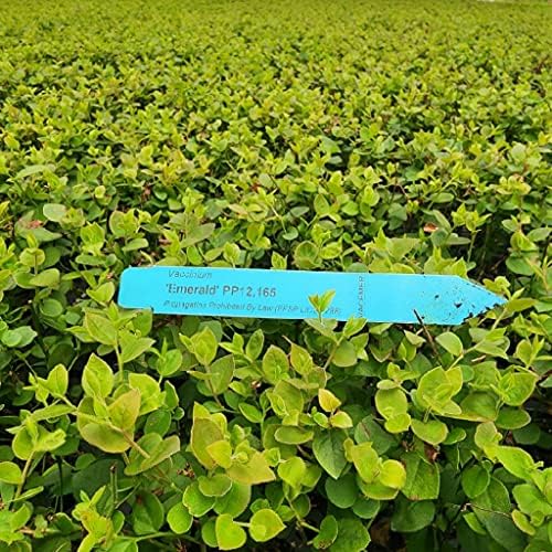 Blueberry Plant Emerald Live for Sale (4 Pack) | Easy to Grow Plants | Edible Fruit Plant for Sustainable Living | Grow Your own Food on Your Edible Organic Garden | Live for Planting | No Seeds - Image 4