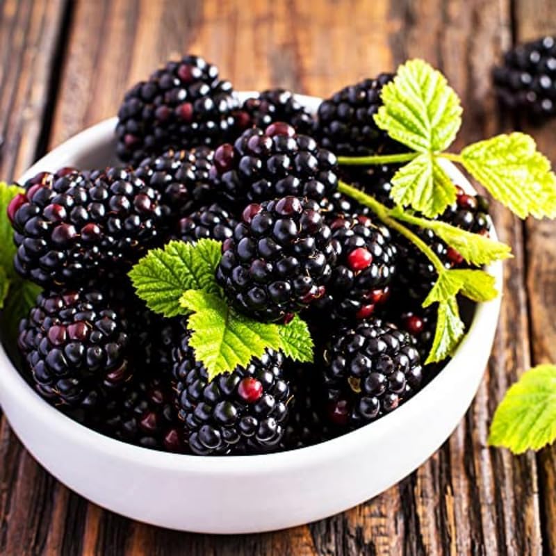 2 Thornless BlackBerry Bushes Live Plants, High Yield Berry, 4-6 Inch Tall - Image 6