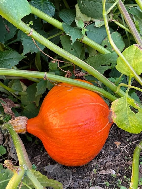 Japanese Red Kuri Squash Seeds - 40+ Count - for 2026 Planting Hokkaido Orange Winter Pumpkin Ambercup Oriental Hubbard Asian Golden Garden Grow Your Own Home Farm Patio Healthy - Image 2