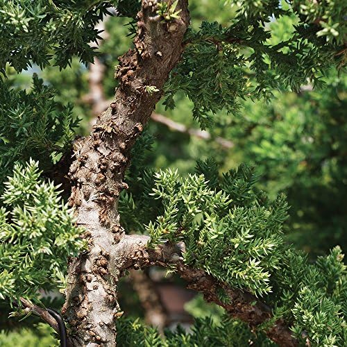 Brussel's Bonsai - Medium Juniper Live Bonsai Tree, Potted Outdoor Plant - Image 3