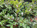 Greenwood Nursery: Live Perennial Plants - Bay Laurel Herb + Laurus Nobilis - [Qty: 2X 2.5 Pot] - (Click for Other Available Plants/Quantities) by GreenwoodNursery