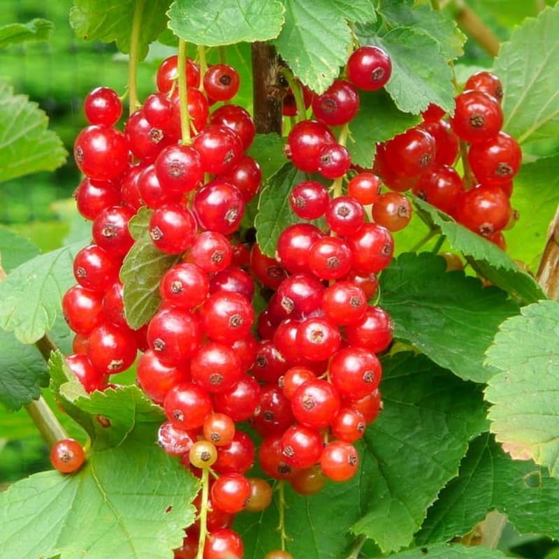 Red Currant Bush Live Plant, Cold Hardy Berry Fruit Tree, 5-9 Inch Tall - Image 5